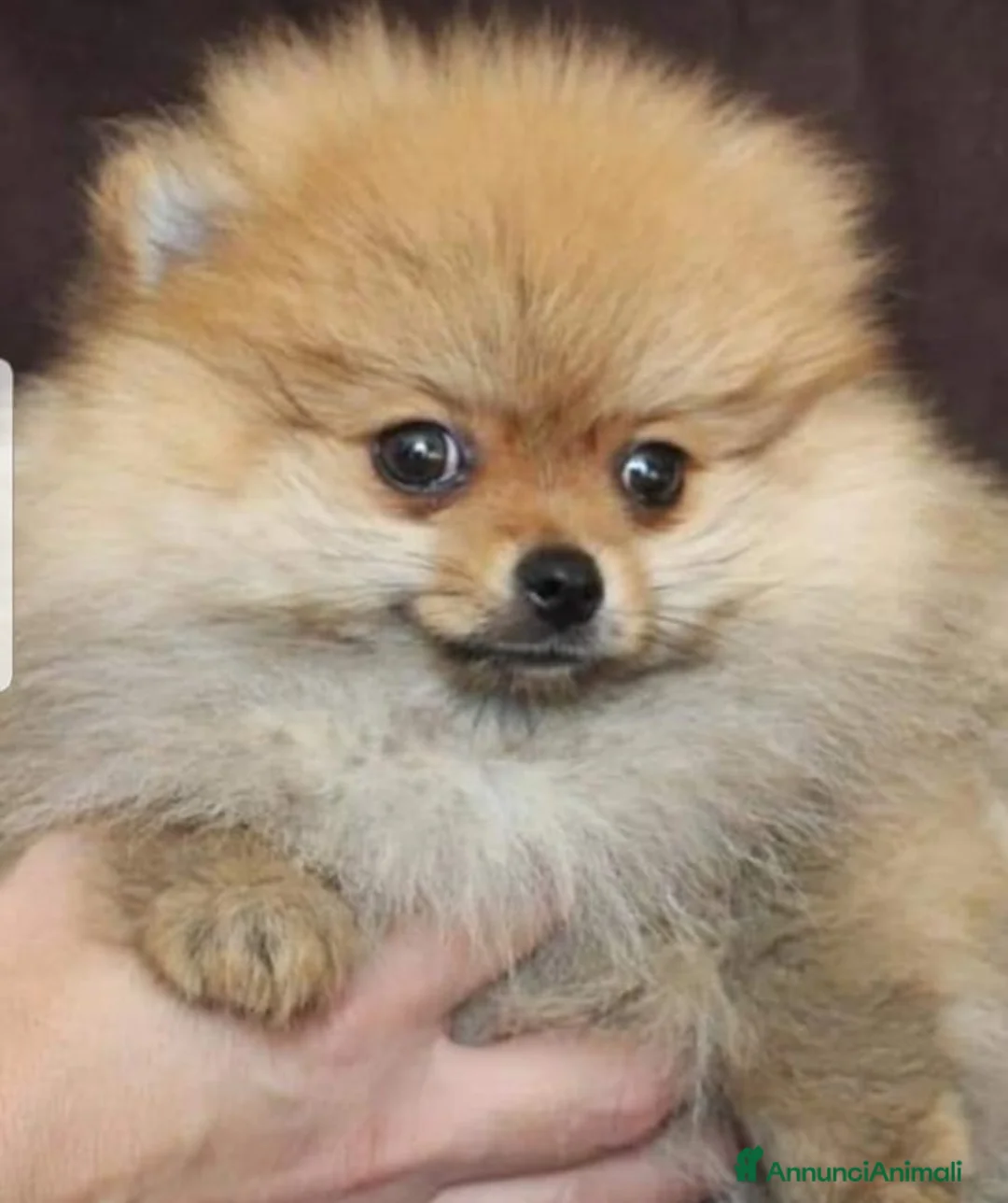 Immagine della galleria {{count}}