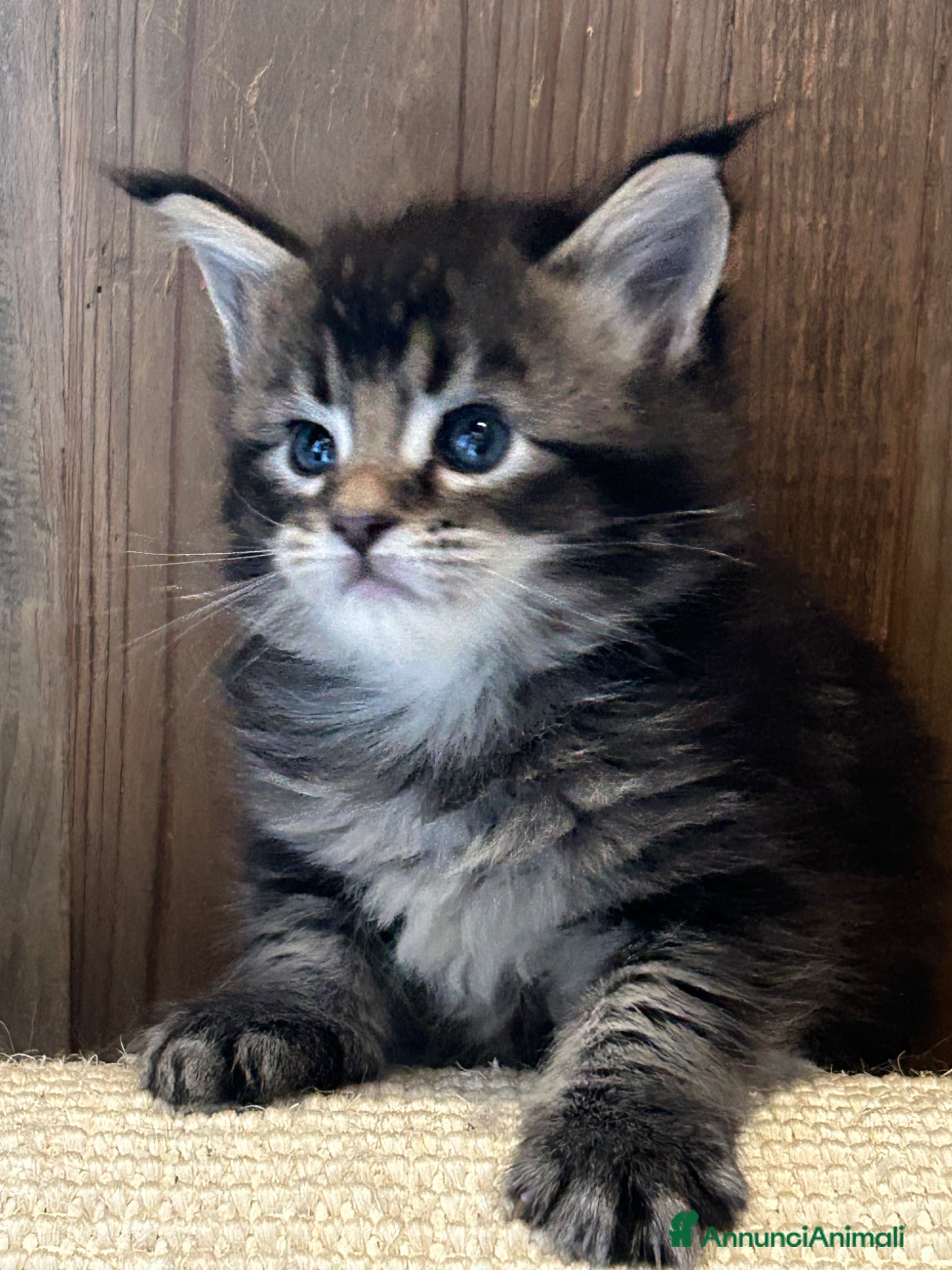 Maine Coon gatti Maine Coon - Annuncio 3