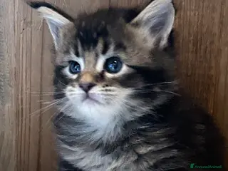 Maine Coon gatti Maine Coon - Annuncio 10