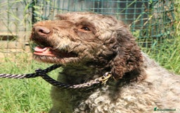 Lagotto cani in vendita: Lagotto romagnolo - maschio adulto 2 a Provincia di Ravenna - Immagine 1