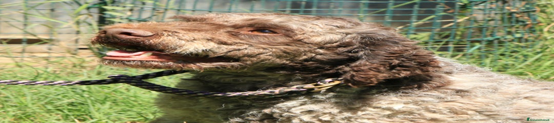 Lagotto romagnolo - maschio adulto 2