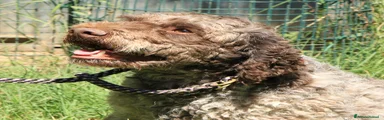 Lagotto romagnolo - maschio adulto 2