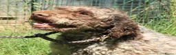 Lagotto cani in vendita: Lagotto romagnolo - maschio adulto 2 a Provincia di Ravenna - Annuncio 1