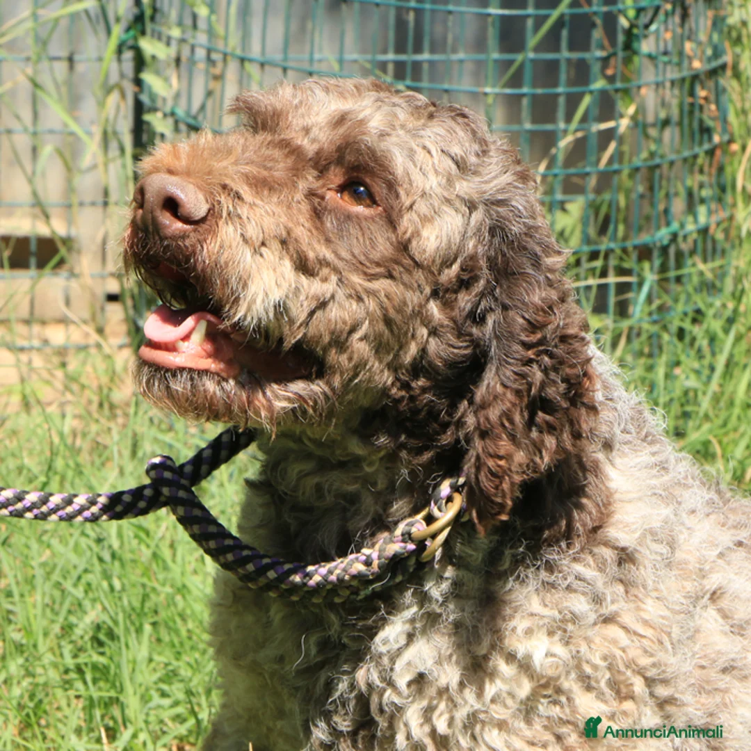 Lagotto cani in vendita: Lagotto romagnolo - maschio adulto 2 a Provincia di Ravenna - Annuncio 1