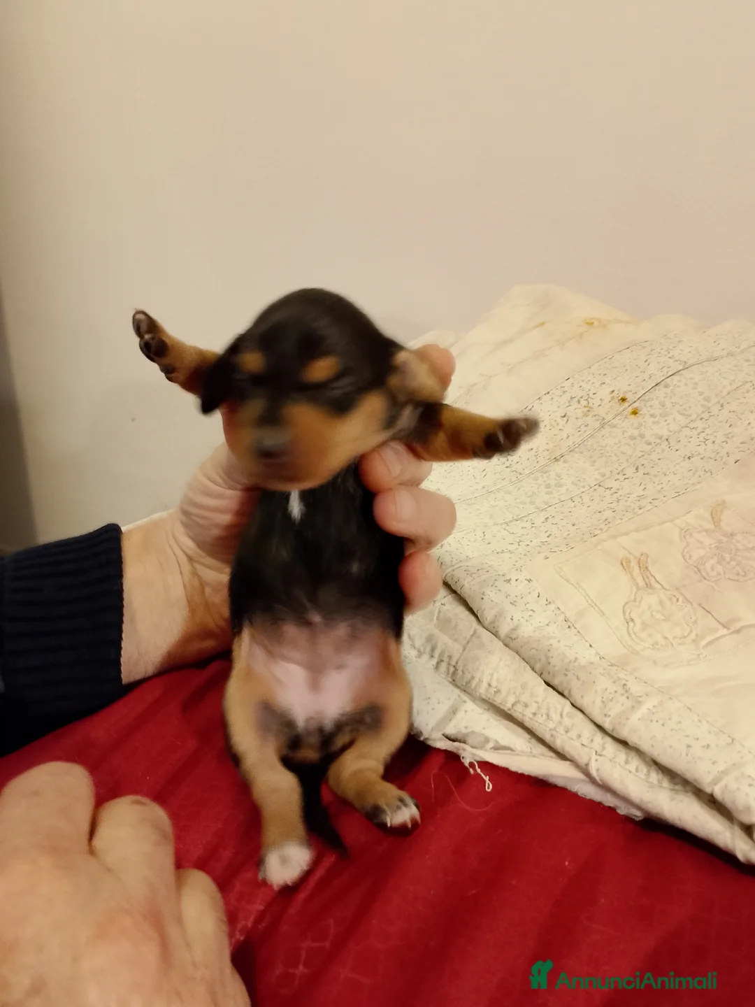 Bassotto cani in vendita: Bassotti puri  - Annuncio 4