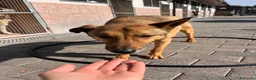 Meticcio cani in regalo: ULISSE LUPETTO - Annuncio 4