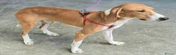 Segugio cani in regalo: Cassandra 1 anno segugia - Annuncio 7
