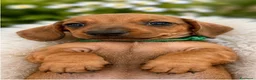 Bassotto cani in vendita: CUCCIOLI BASSOTTI STANDARD - Annuncio 17