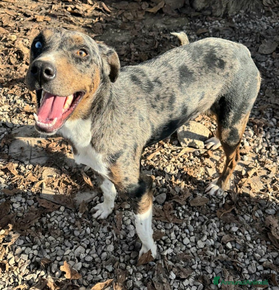 Meticcio cani Astrid 1 anno taglia media  - Annuncio 1