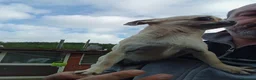 Chihuahua cani in vendita: Chihuahua femmina  - Annuncio 1