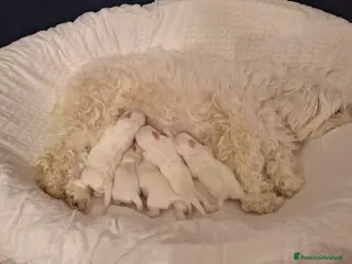 Coton de Tulear cani Cuccioli Coton de Tulear - Annuncio 2