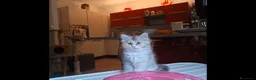 Siberiano gatti in vendita: Gattina Siberiana con PEDIGREE a Città Metropolitana di Bologna - Annuncio 3