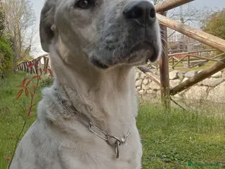 Meticcio cani in regalo: UNA MAMMA PER BIANCHINO - Annuncio 1