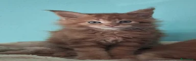 Maine Coon 6
