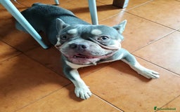 Bulldog Francese cani in vendita: Bulldog francese  a Città Metropolitana di Venezia - Immagine 1