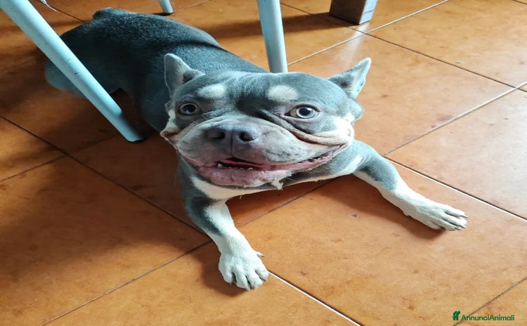 Bulldog Francese cani a Città Metropolitana di Venezia - Annuncio 4