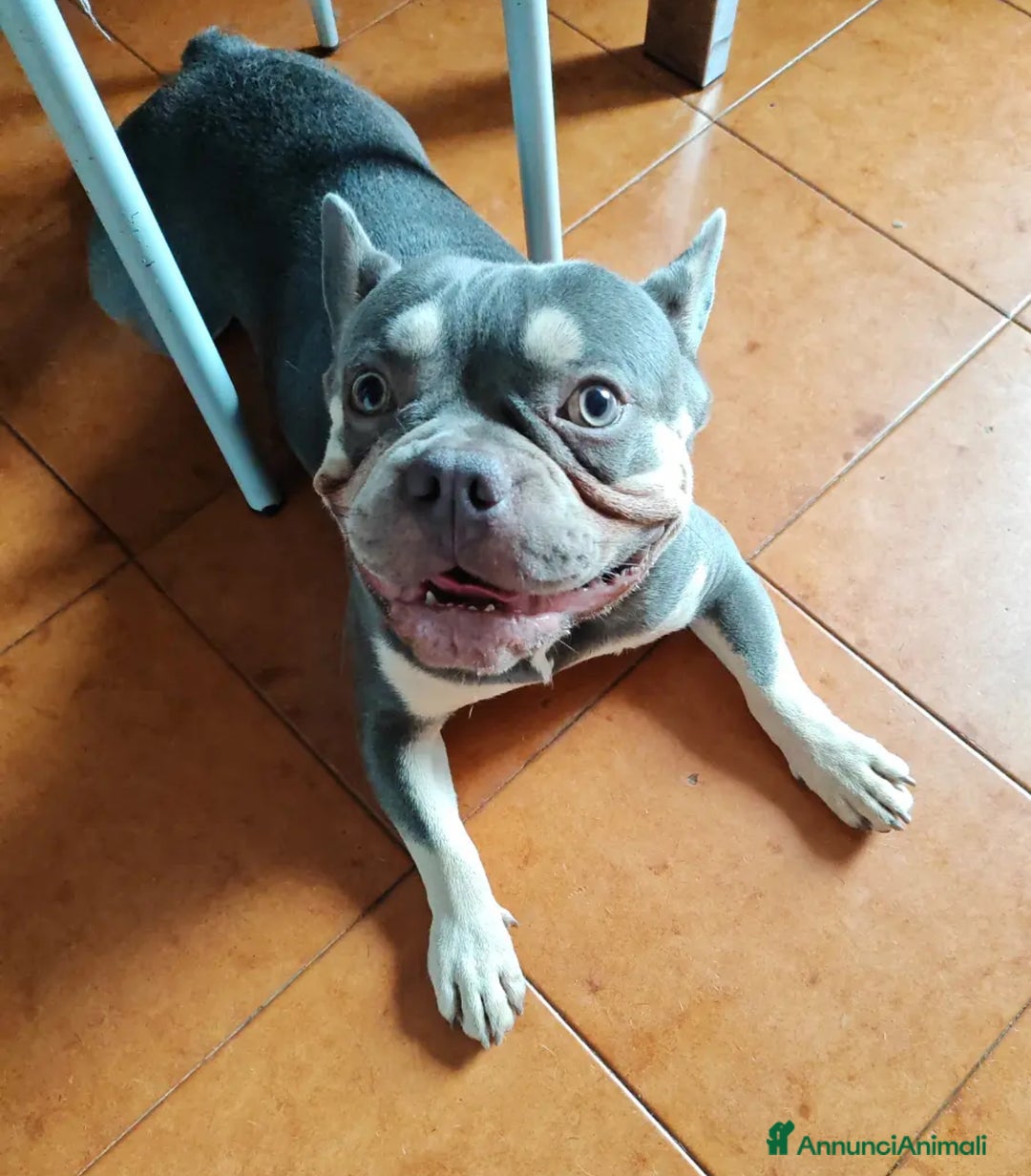 Bulldog Francese cani in vendita: Bulldog francese  a Città Metropolitana di Venezia - Immagine 1