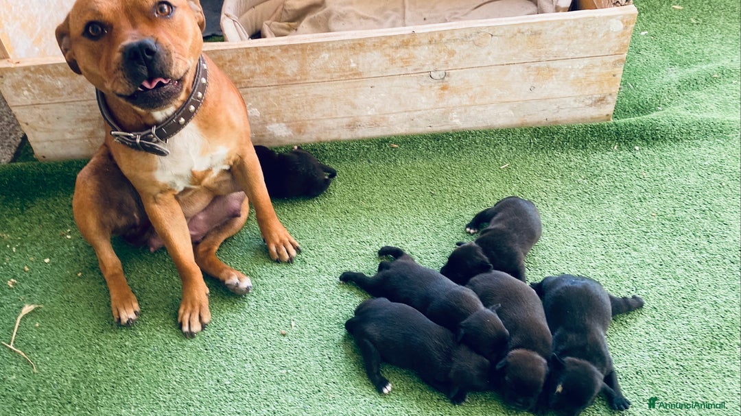 Staffordshire cani in vendita: Cuccioli di Staffordshire Bull Terrier a Città Metropolitana di Cagliari - Immagine 10