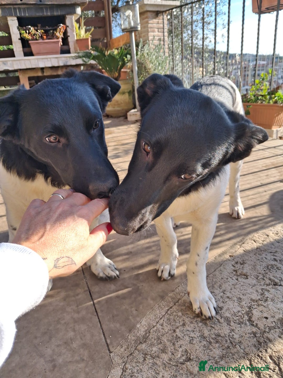 Meticcio cani in regalo: CI ADOTTI? - Annuncio 4