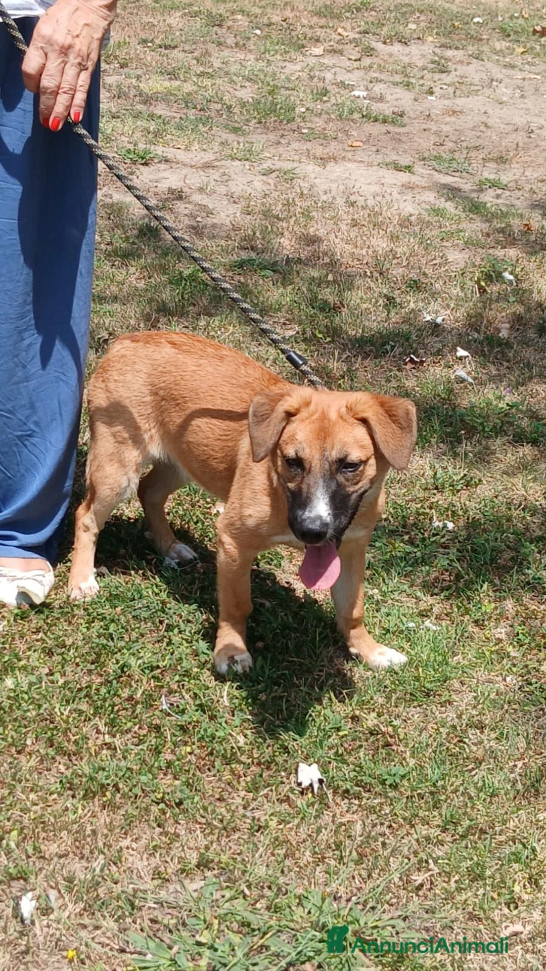 Meticcio cani in regalo: ANNIE TAGLIA MEDIO PICCOLA CERCA L'AMORE VERO - Annuncio 4