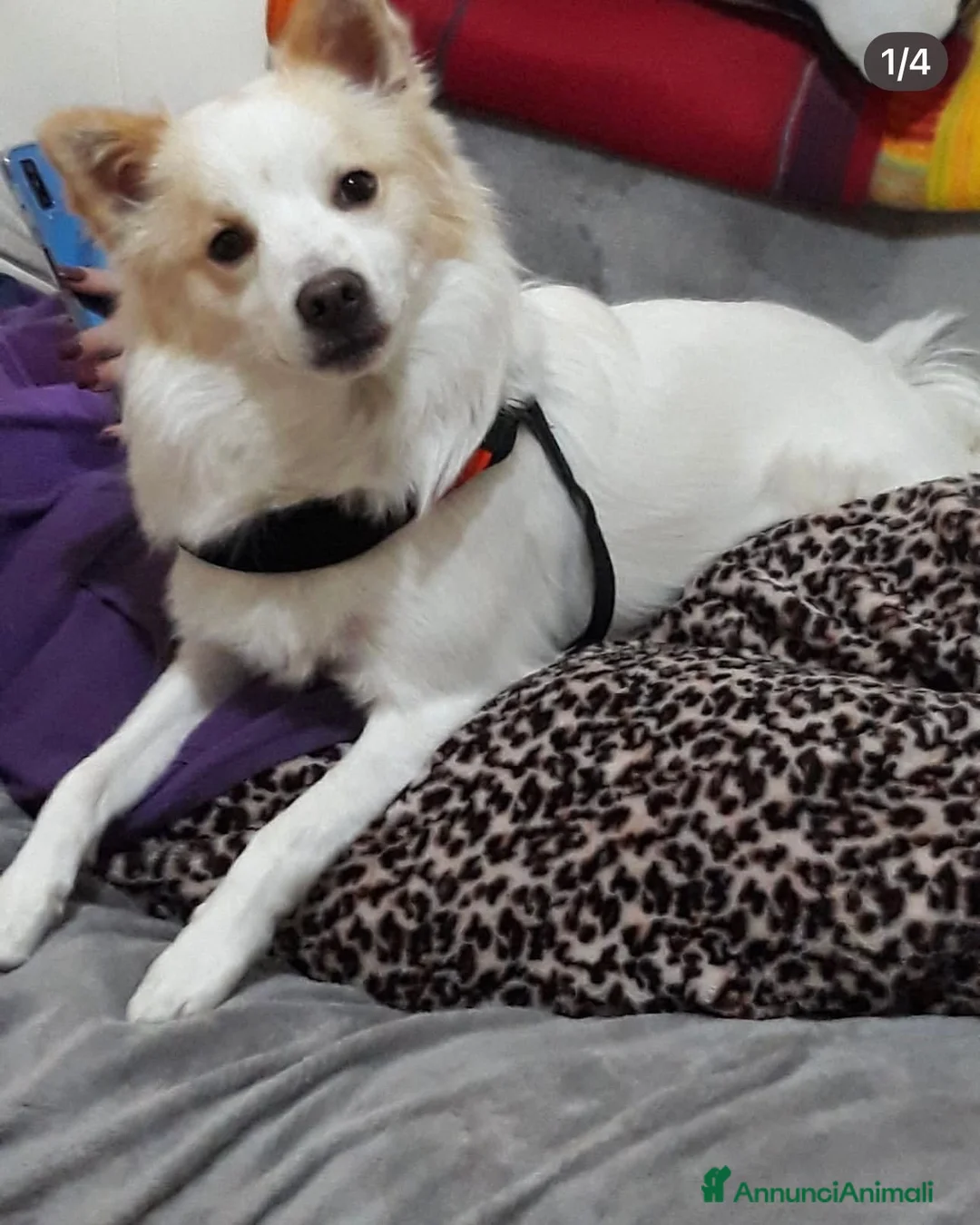Volpino Italiano cani in regalo: Alvin dolcissimo volpino che ama i mici - Annuncio 1