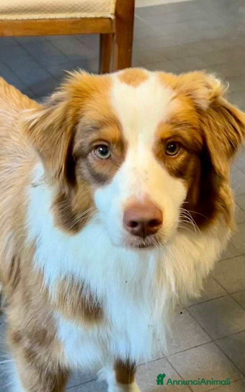 Australian Shepherd cani Cuccioli Australian Shepherd - Annuncio 1