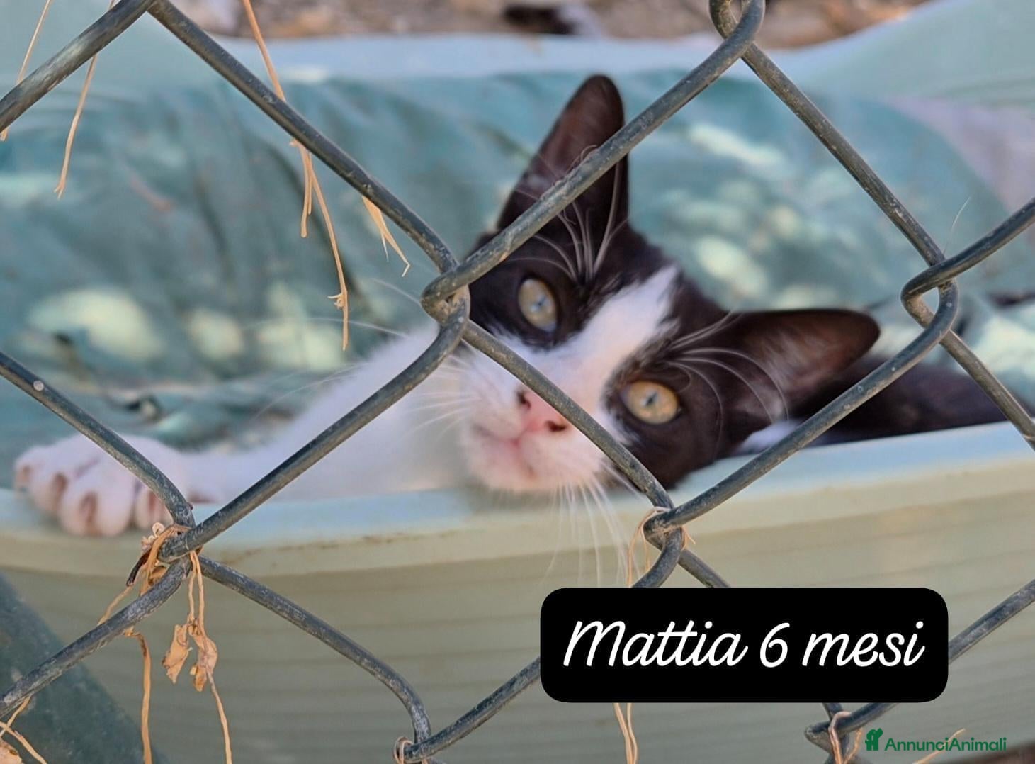 Europeo gatti Urgenti famiglie per questi gattini  - Annuncio 32