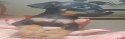 Pinscher Miniatura cani in vendita: Cane Pinscher a Libero consorzio comunale di Trapani - Annuncio 5