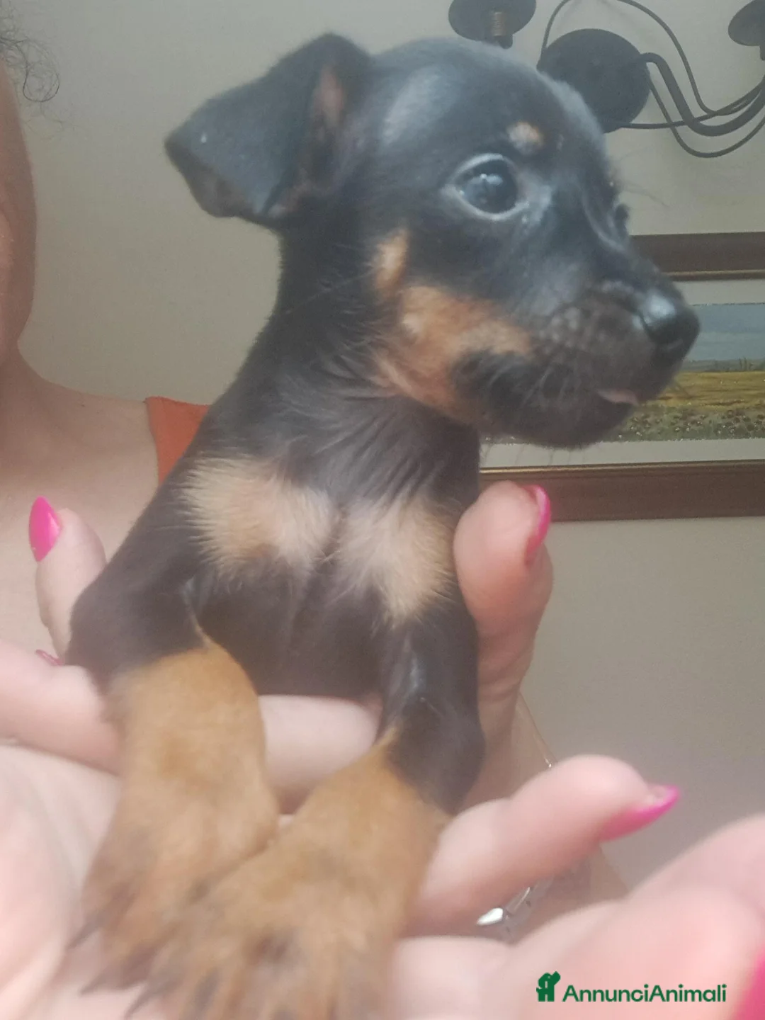 Pinscher Miniatura cani in vendita: Cane Pinscher a Libero consorzio comunale di Trapani - Annuncio 5