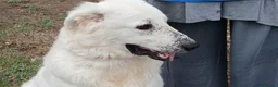 Meticcio cani in regalo: PROSPERO PIU' DI TUTTI MERITA IL TUO AMORE - Annuncio 3