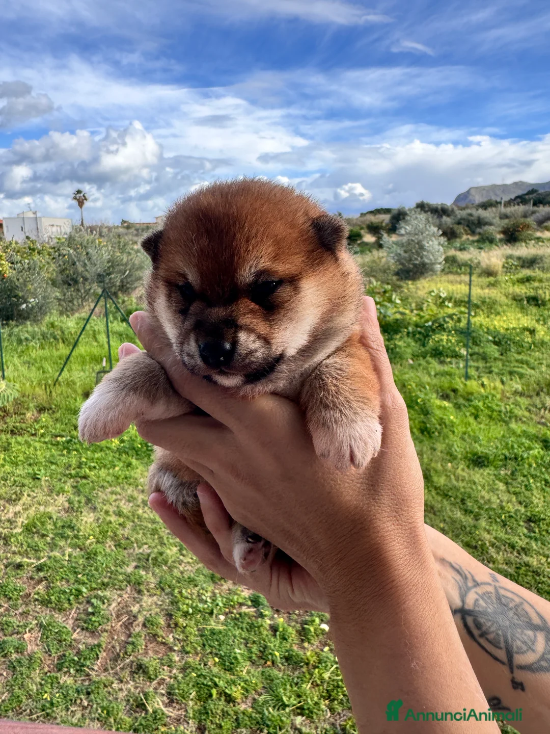 Shiba Inu cani in vendita: Shiba inu cucciole con pedigree  - Annuncio 3