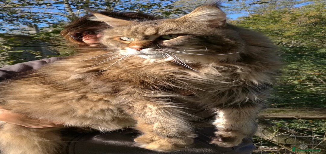 Immagine della galleria {{count}}