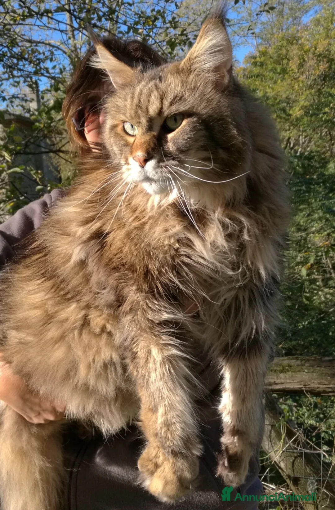 Immagine della galleria {{count}}