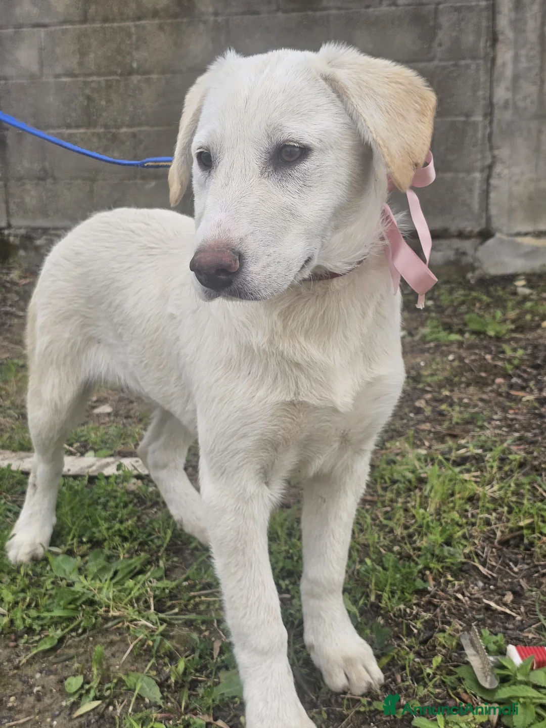 Meticcio cani in regalo: Marion a Provincia di Crotone - Annuncio 6