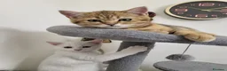 British gatti in vendita: British  - Annuncio 5