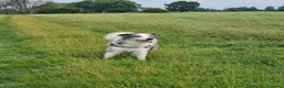 Border Collie cani per accoppiamento: Bellissimo Border con Pedigree per Accoppiamento a Provincia di Cremona - Annuncio 14