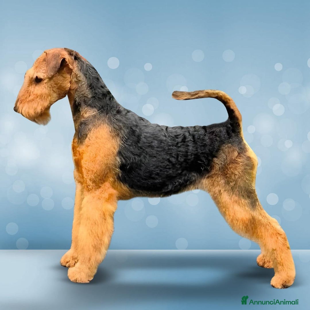 Airedale Terrier cani in vendita: Airedale Terrier cuccioli  - Annuncio 5