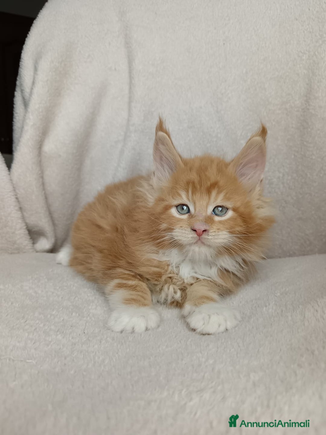 Maine Coon gatti in vendita: Cuccioli Maine coon pedigree FIFE  - Annuncio 2