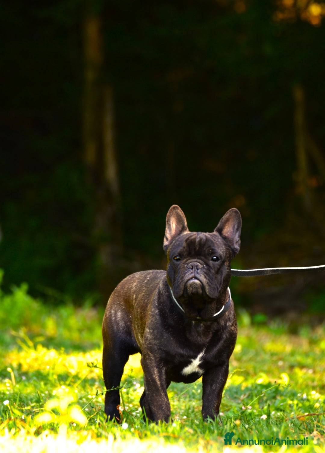 Bulldog Francese cani in vendita: Maschio bringee  - Annuncio 2