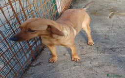 Meticcio cani in regalo: ELSA ASPETTA TE a Città metropolitana di Roma Capitale - Immagine 3