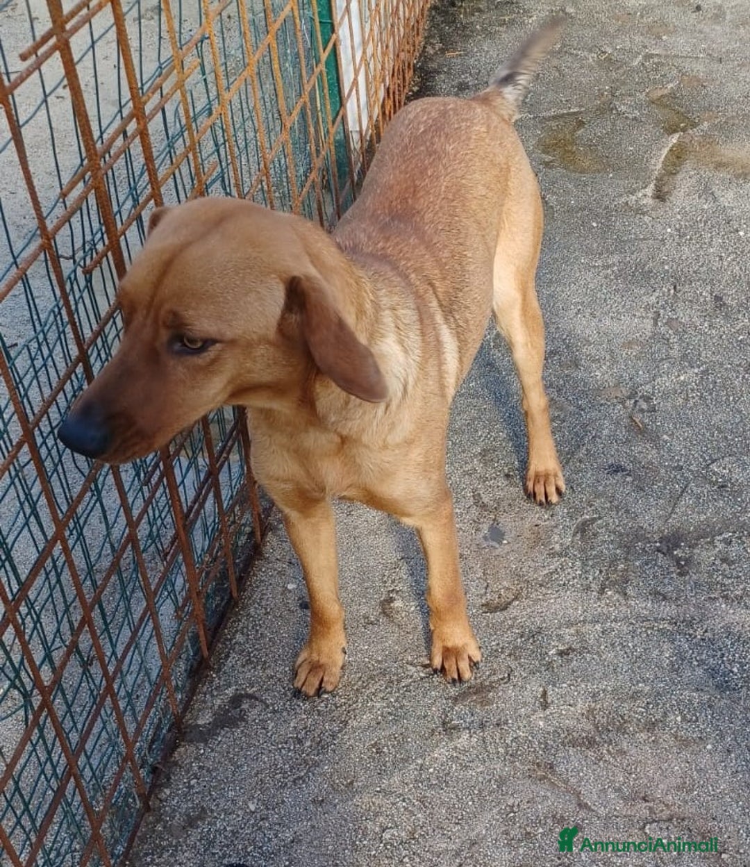Meticcio cani in regalo: ELSA ASPETTA TE a Città metropolitana di Roma Capitale - Immagine 3