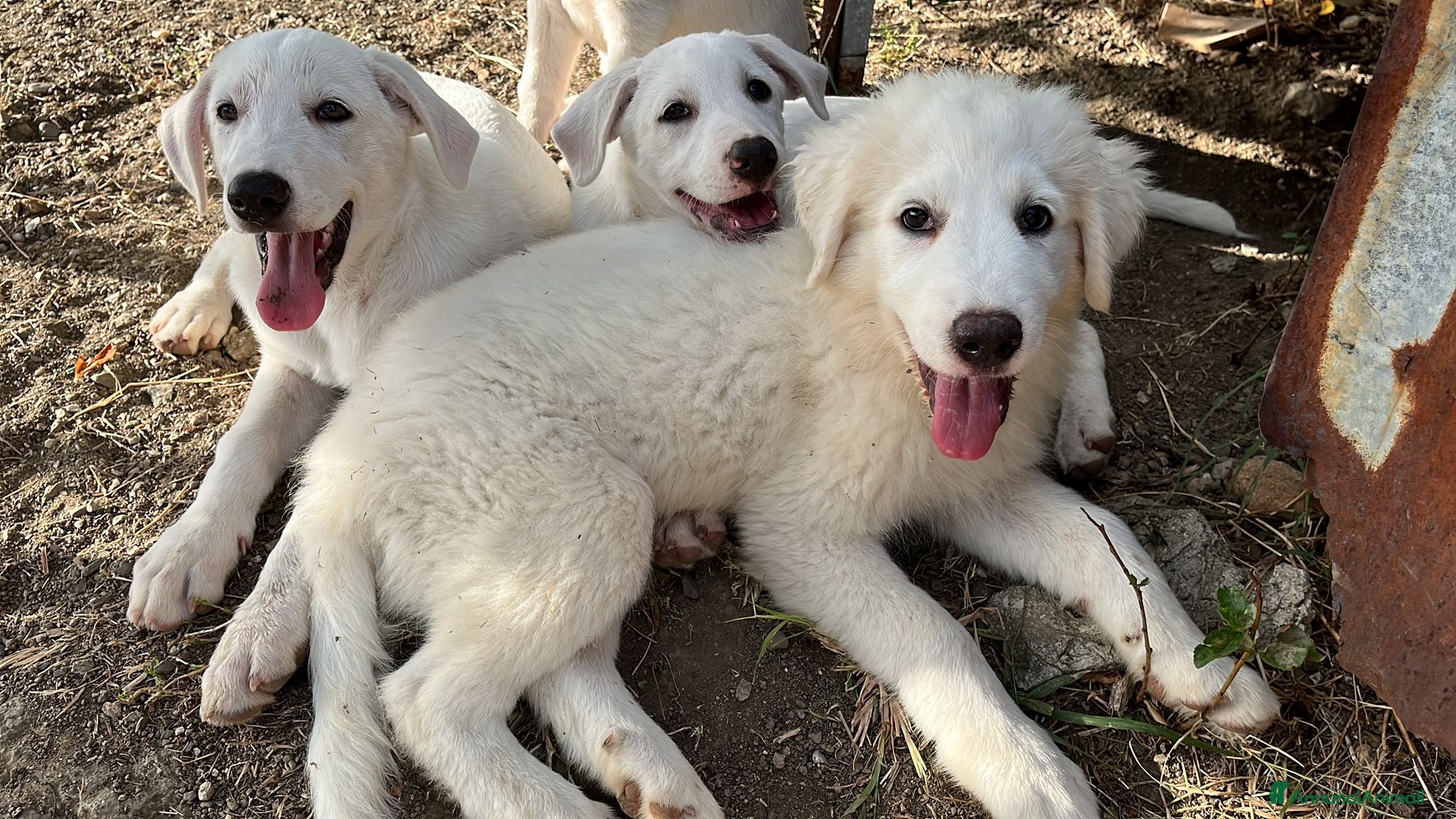 Pastore Maremmano cani 3 cuccioli meravigliosi 3 mesi taglia medio grand - Annuncio 8