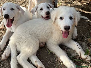 Pastore Maremmano cani 3 cuccioli meravigliosi 3 mesi taglia medio grand - Annuncio 24