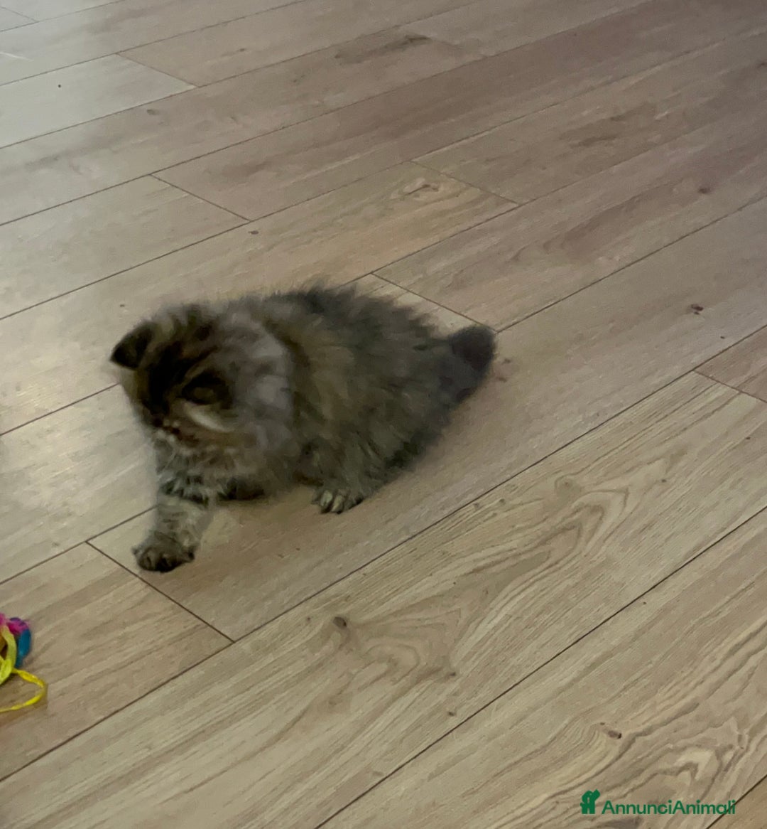 Persiano gatti in vendita: Gatto Persiano cucciolo - Annuncio 5