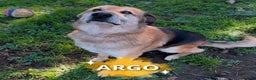 Meticcio cani in regalo: ARGO 💙 - nessuna richiesta per me. Perché? 🥲 - Annuncio 1