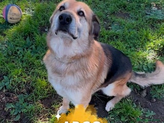 Meticcio cani ARGO 💙 - nessuna richiesta per me. Perché? 🥲 - Annuncio 39