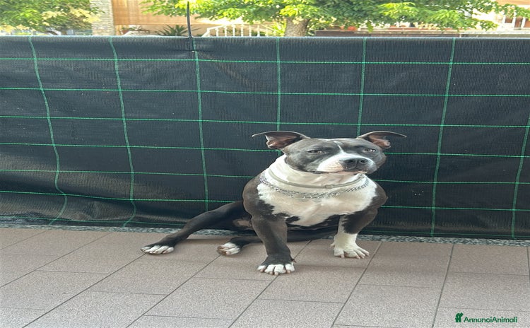 American Staffordshire cani - Annuncio 1