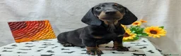 Bassotto cani in vendita: Bassotto tedesco standard pelo corto pedigree ENCI - Annuncio 16
