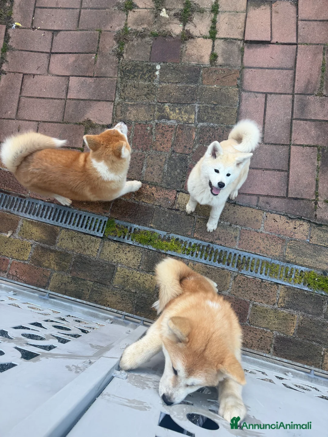 Akita Inu cani in vendita: Cedo Cuccioli di Akita Inu - Annuncio 1