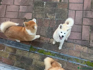 Akita Inu cani Cedo Cuccioli di Akita Inu - Annuncio 1